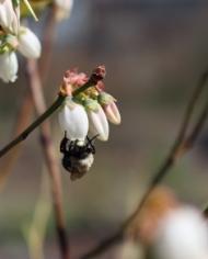 A bumble bee collects nectar from a blueberry flower