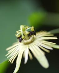 Passionflower Bee