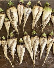 A pile of harvested sugarbeets.