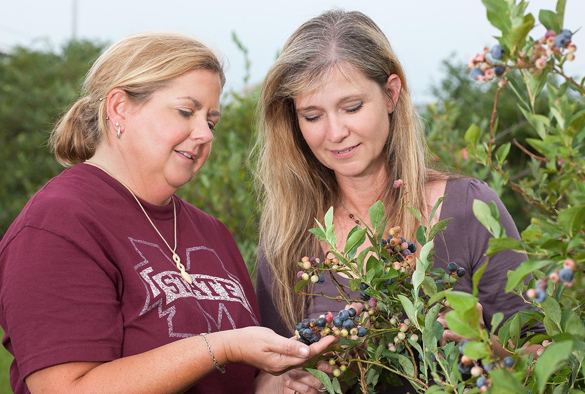 Scientists examine Baldwin blueberries on a blueberry bush.