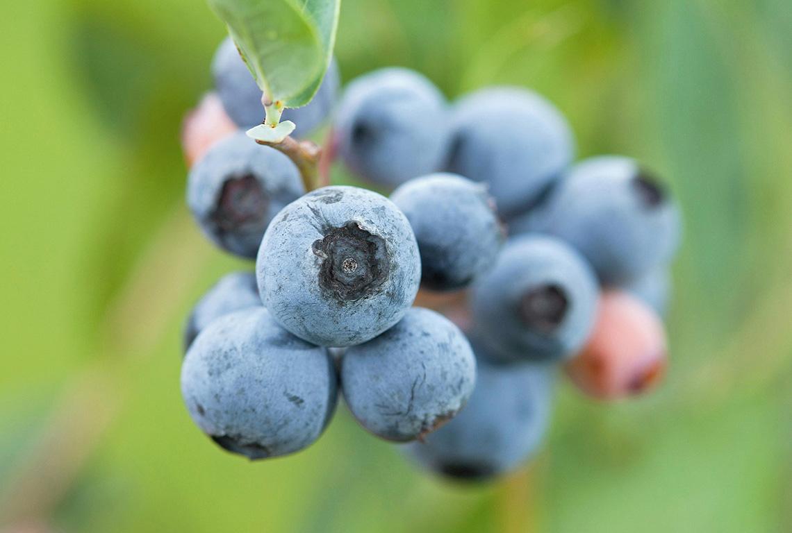 Mature Brightwell blueberries.