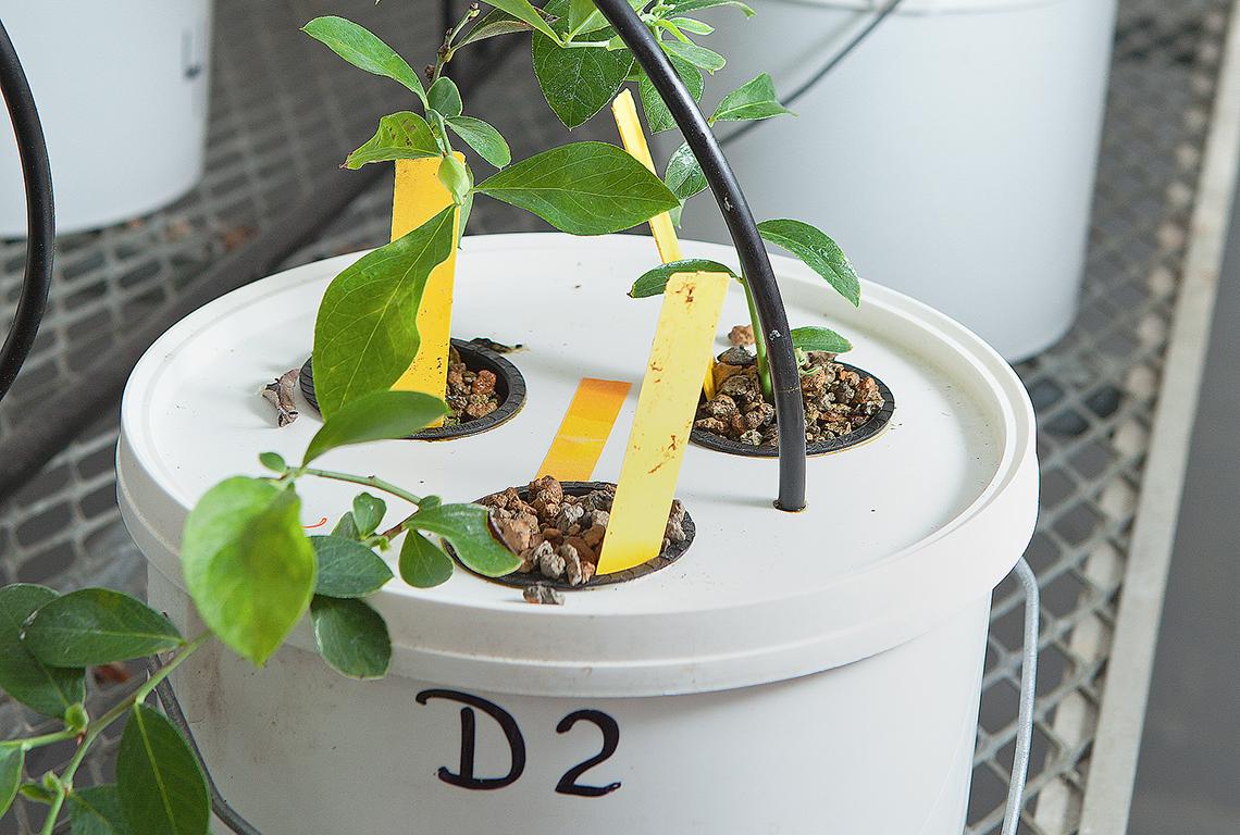 A bucket of hydroponically grown blueberry plants in a greenhouse.