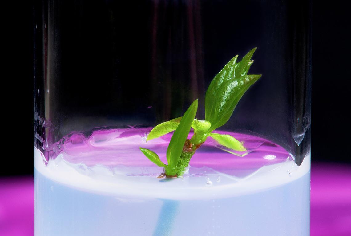 Very small blueberry plant growing in culture in a test tube.