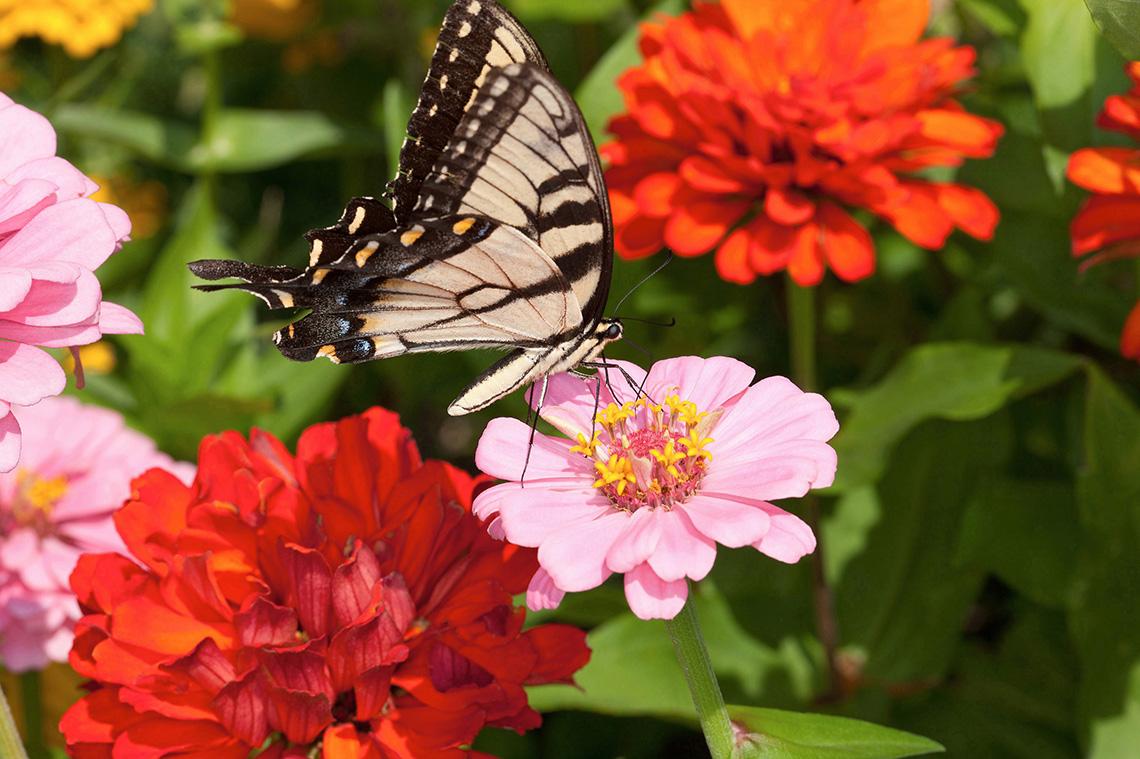 A swallowtail butterfly feeds on a pick zinnia flower