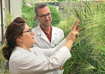 Two scientists looking at barley plants in a greenhouse
