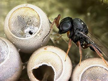 Trissolcus euschisti wasp