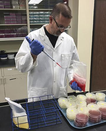 A scientist prepares a sampling cloth for E. coli O157:H7 testing