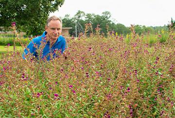 A chemist looking at a plot of flowering cuphea plants