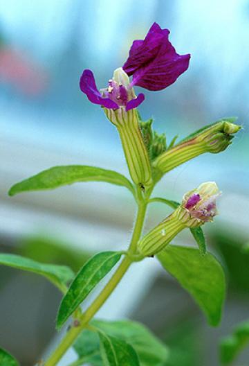 Purple-flowered cuphea plant