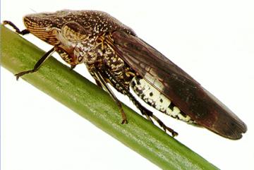 An adult glassy-winged sharpshooter