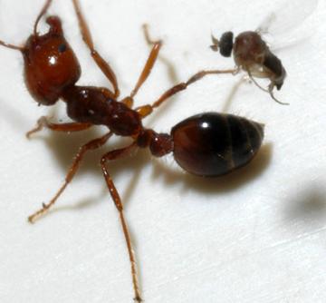 A parasitic phorid fly attempts to lay an egg into a fire ant worker.