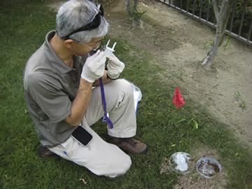 ARS entomologist, David Oi examines phorid fly traps in California