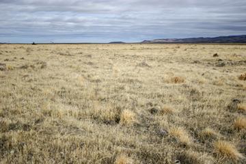 The Nevada research site before the study began shows cheatgrass completely dominating the landscape.