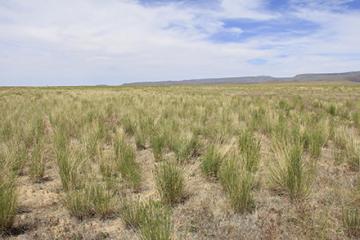 The research site 10 years later, in May 2018, is dominated by a healthy mix of Siberian wheatgrass, bluebunch wheatgrass, and Sherman big bluegrass