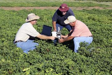 Three scientists working with equipment in a peanut field