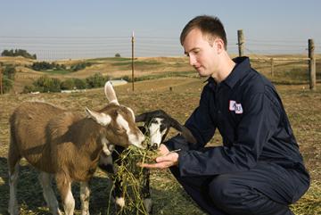 ARS geneticist Stephen White examines a goat.