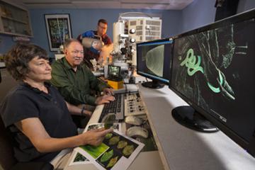 Three scientists looking at an image of a wormlike nematode on a computer screen