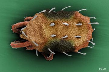 A colorized scanning electron microscope image of a new unknown spider mite from Peru