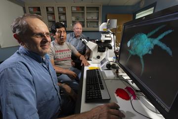 Three scientists looking at screen showing a microscopic image of a plant-feeding mite