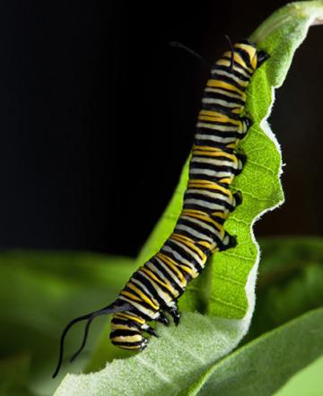 a monarch caterpillar feeds on a common milkweed leaf