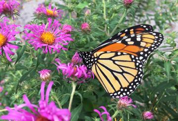 a monarch butterfly feeds on a New England aster flower
