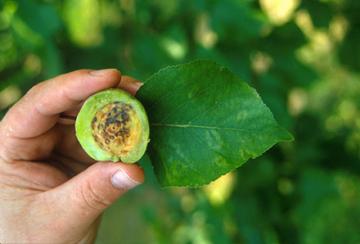 Symptoms of plum pox virus on apricot fruit and leaves