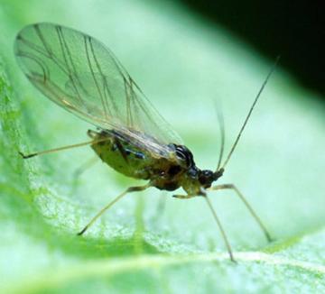 Green peach aphid, Myzus persicae