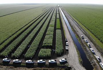 Canal Point sugarcane variety test in the commercial production field