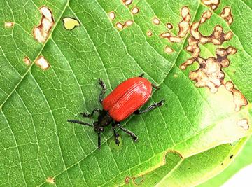 A red air potato beetle on a damaged leaf.