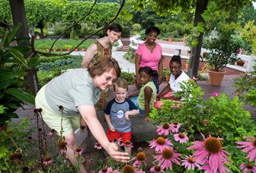 People looking at purple cone flower plants at the U.S. National Arboretum.