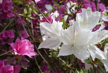 Purple and white azalea flowers