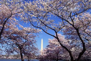 Yoshino cherry trees framing the Washington Monument seen in the distance.