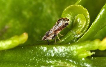 Adult Asian citrus psyllid on a young citrus leaf.