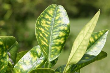 Orange tree leaves showing yellow blotchy mottling caused by citrus greening.