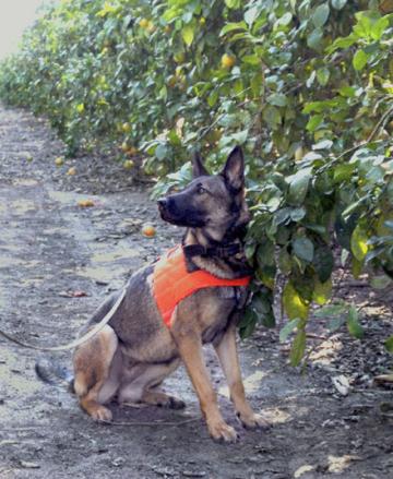 A detector dog sitting next to a citrus tree