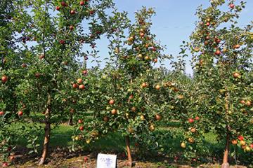 Honeycrisp apples on trees