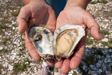 Hands holding an open oyster
