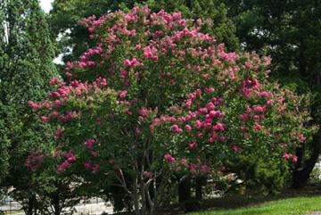 Crape myrtle tree with pink flowers