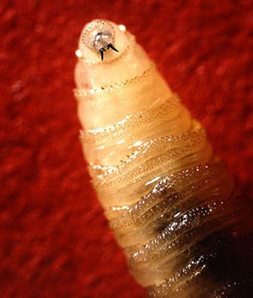 A screwworm larva.