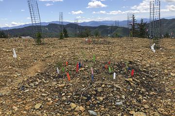 Experimental biochar-amended plots at the Formosa mine.