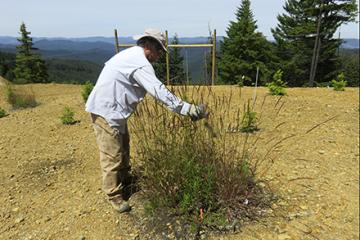 Researcher examining herbaceous plants in the biochar amended plots