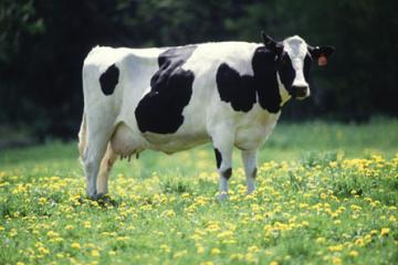 A dairy cow in a field