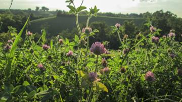 Red clover hay field