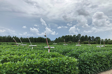 Low-cost cameras connected to computers monitor leaves in soybean field.