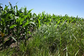 Switchgrass and corn in a field.