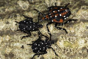 Three spotted lanternfly nymphs.