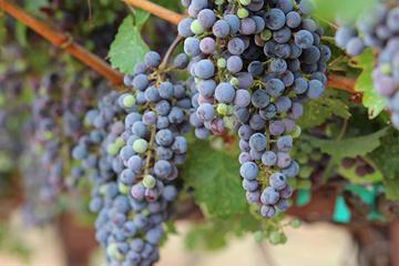 Wine grapes in a vineyard.