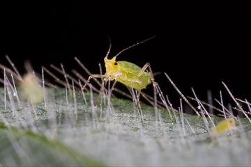 A closeup of a soybean aphid on a leaf