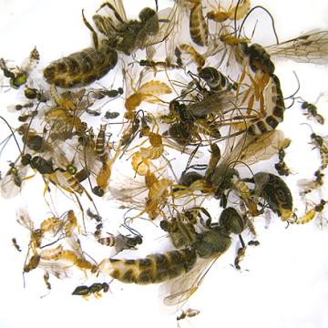 A closeup of “aerobiological soup” consisting of wasps.