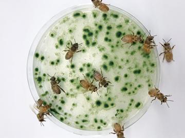 Bees feeding on microalgae